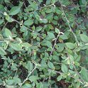 Cotoneaster franchetii P17 P27